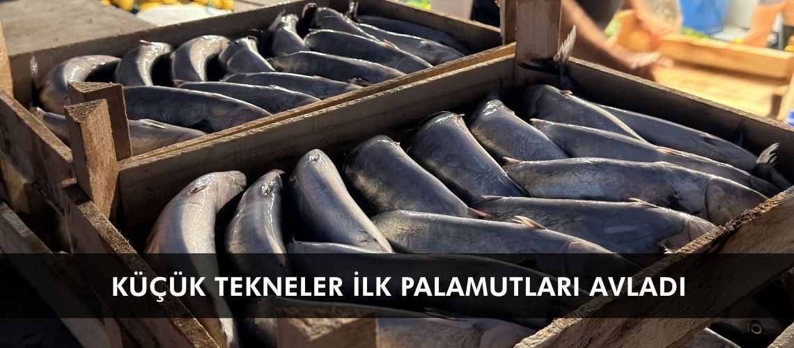 Küçük tekneler ilk palamutları avladı