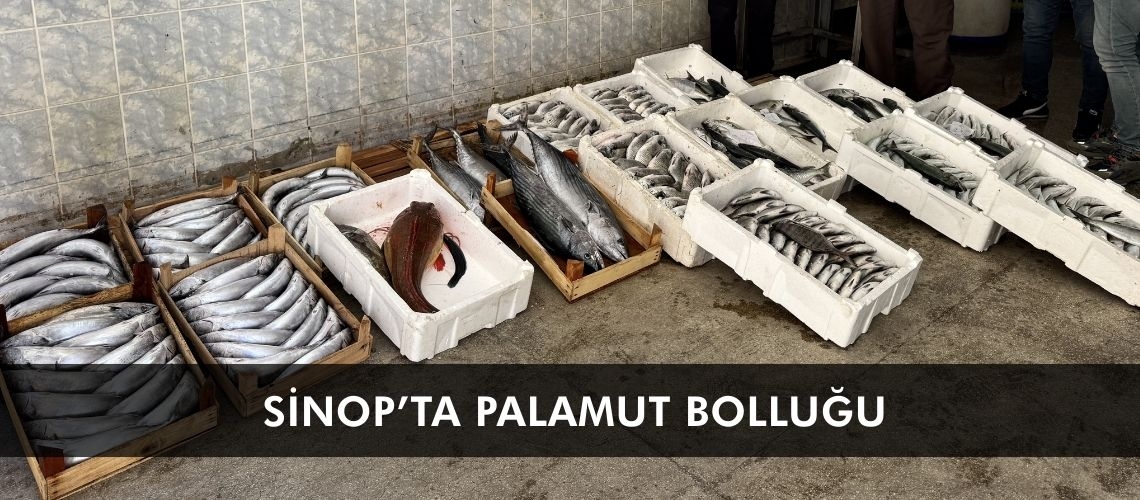 Sinop’ta palamut bolluğu