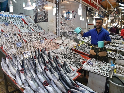 Palamutta son 3 yılın en bereketli sezonu yaşanıyor