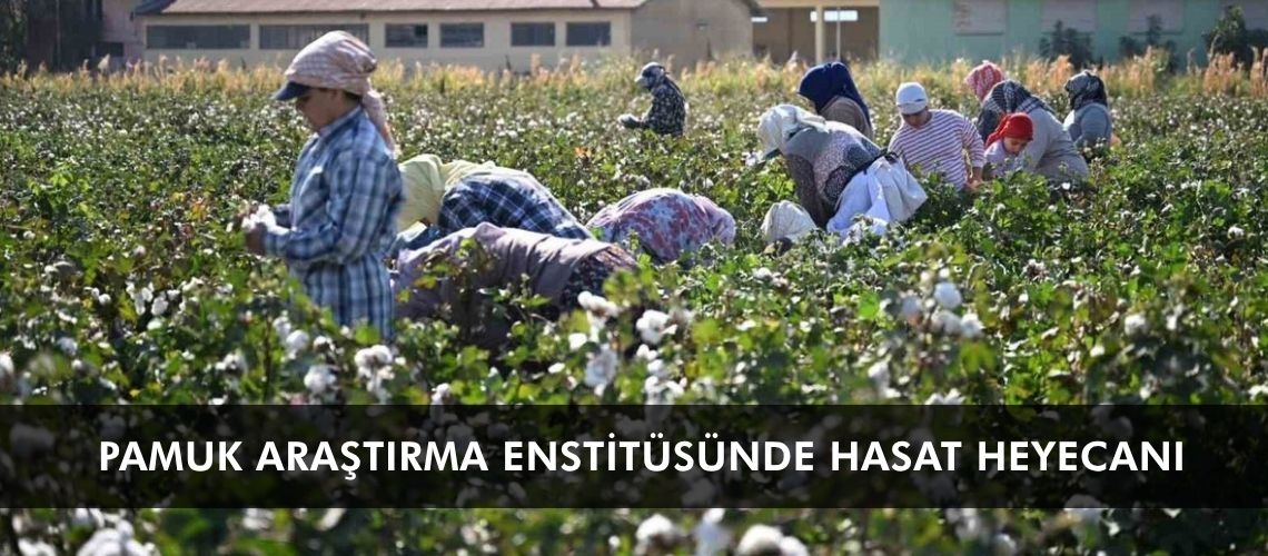 Pamuk Araştırma Enstitüsünde hasat heyecanı