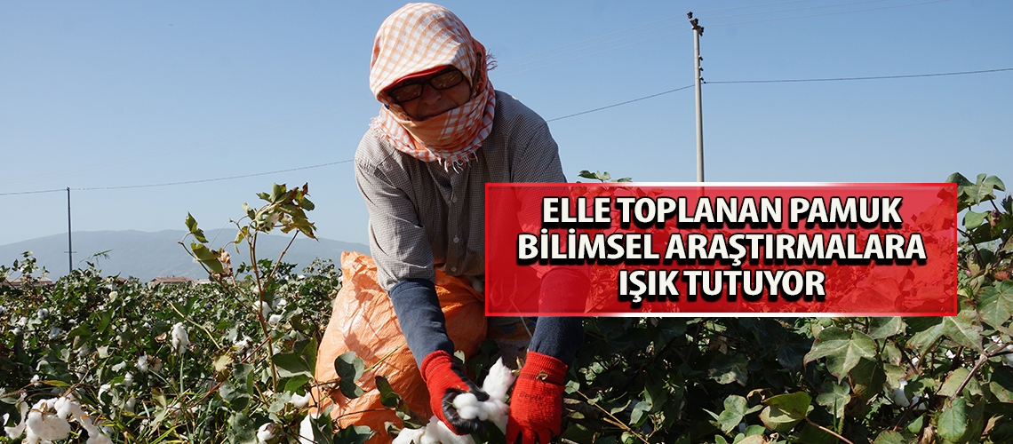 Elle toplanan pamuk bilimsel araştırmalara ışık tutuyor