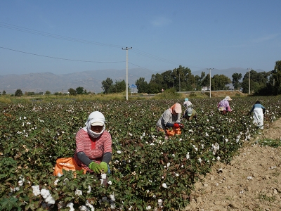Elle toplanan pamuk bilimsel araştırmalara ışık tutuyor