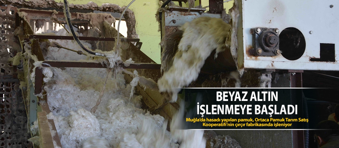 Beyaz altın işlenmeye başladı