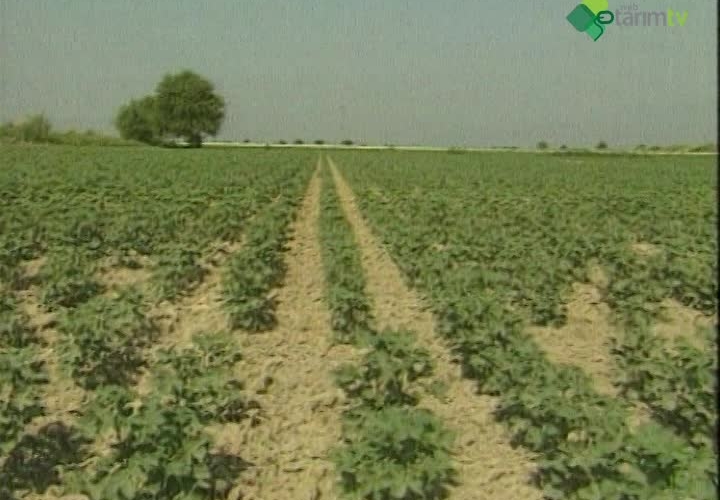 Pamuk Tarımında Bilinçli Gübrelemenin Önemi