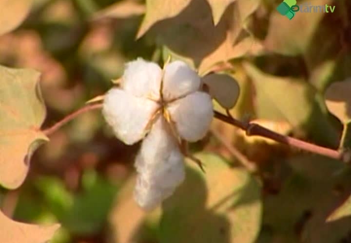 Pamuk Tarımında Münavebenin Önemi