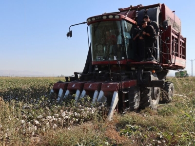 Hatay’da pamuk hasadı başladı