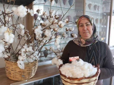 Adana'da yeni pamuk çeşidi geliştirildi