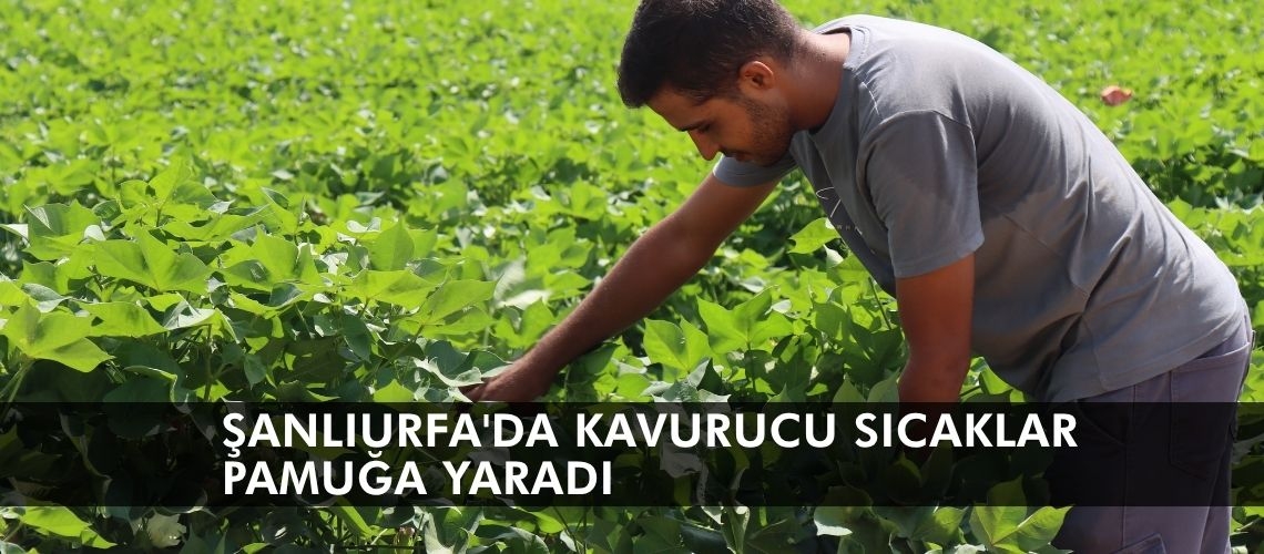 Şanlıurfa'da kavurucu sıcaklar pamuğa yaradı