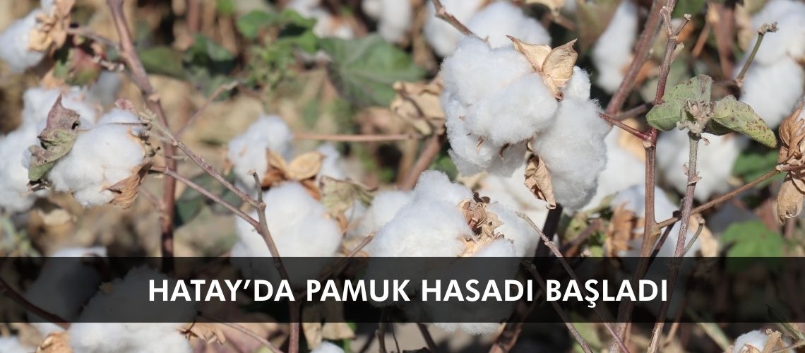 Hatay’da pamuk hasadı başladı