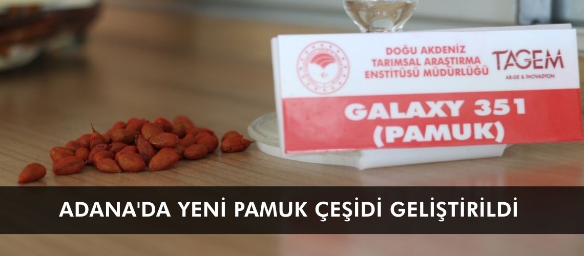 Adana'da yeni pamuk çeşidi geliştirildi