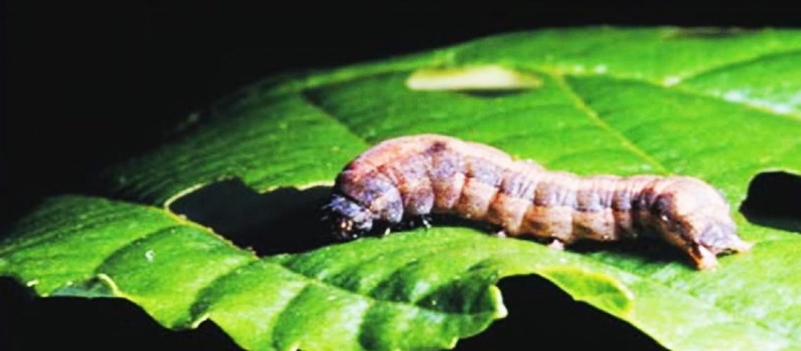 Pamuk Zararlıları ile Mücadele