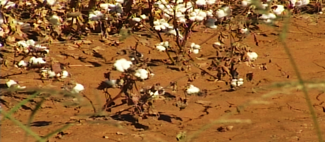 Pamukta Aşırı Sulamanın Zararları