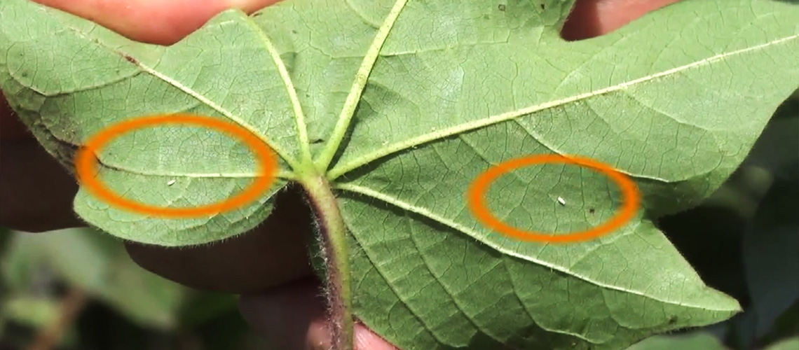 Pamukta Beyaz Sinek Zararlısı