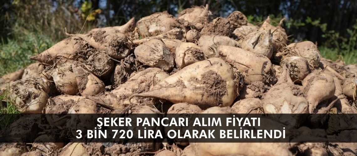 Şeker pancarı alım fiyatı 3 bin 720 lira olarak belirlendi