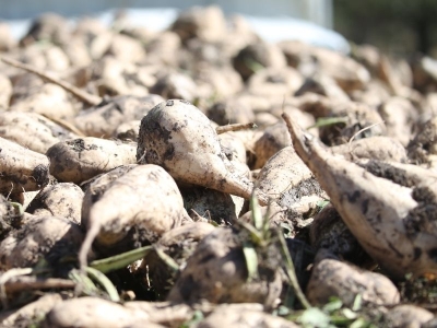 Kars Şeker Fabrikası pancar alımına başladı