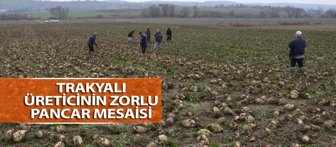 Trakyalı üreticinin zorlu pancar mesaisi