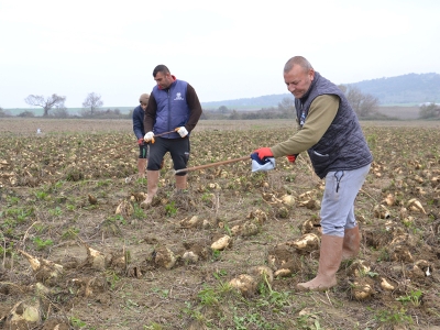 Trakyalı üreticinin zorlu pancar mesaisi