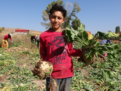 Hasat başladı, alım fiyatı açıklandı