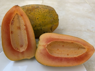 Papaya üreticileri ihracata hazırlanıyor