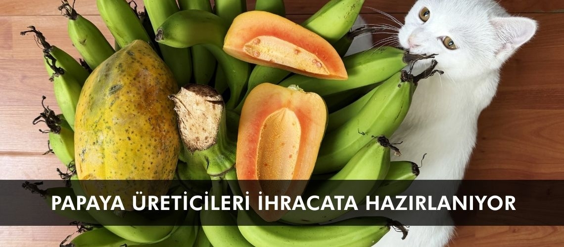 Papaya üreticileri ihracata hazırlanıyor