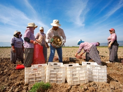 Ödemiş'te hasat ve ekim bir arada