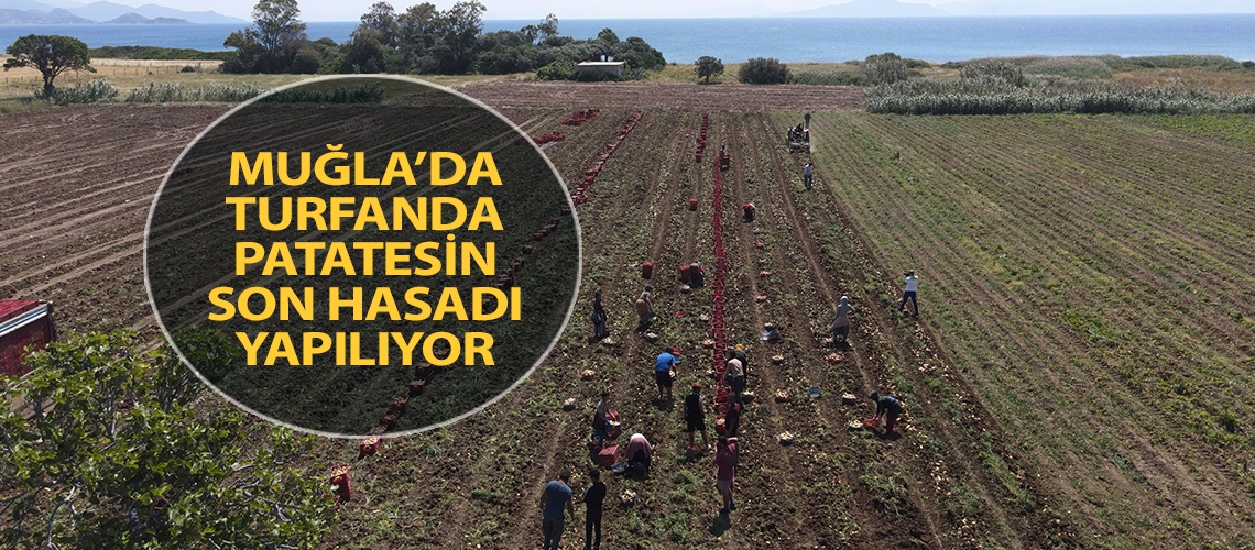 Muğla’da turfanda patatesin son hasadı yapılıyor