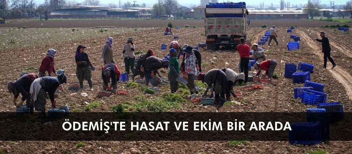 Ödemiş'te hasat ve ekim bir arada
