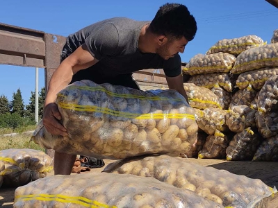 Muğla'da turfanda patates hasadı başladı
