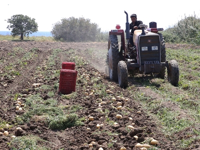Muğla’da turfanda patatesin son hasadı yapılıyor