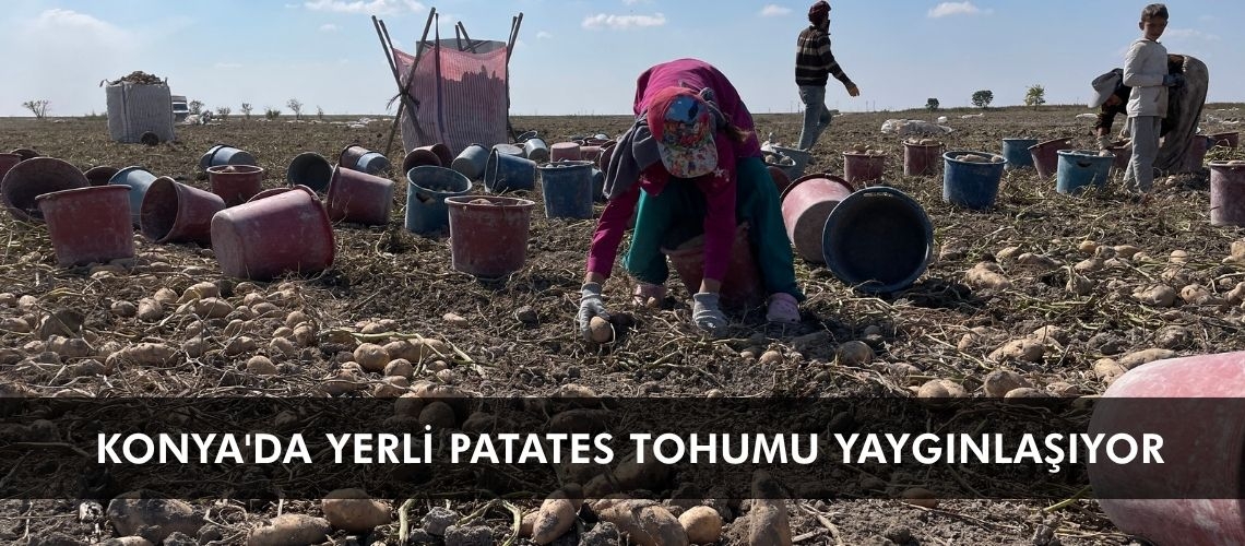 Konya'da yerli patates tohumu yaygınlaşıyor