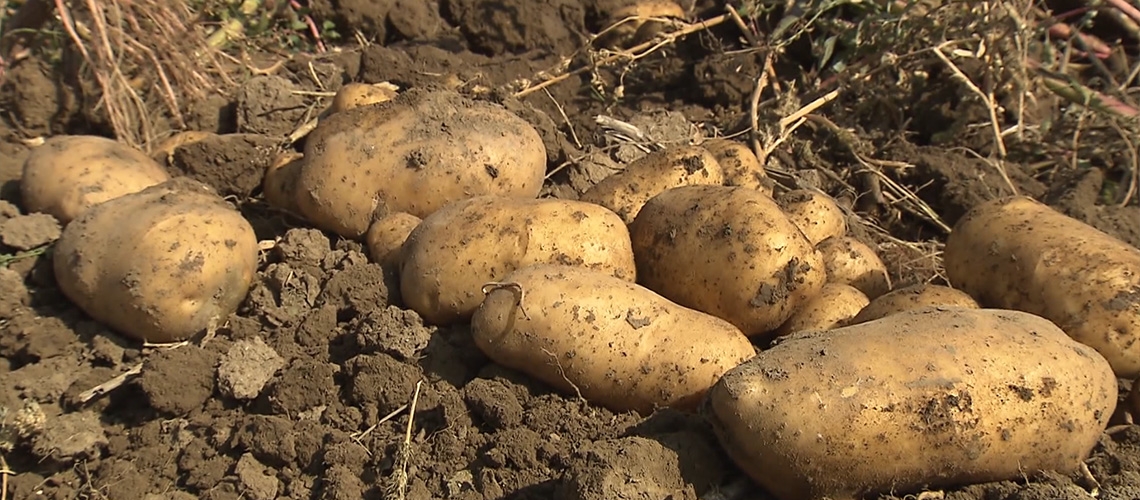Patates Tarımı