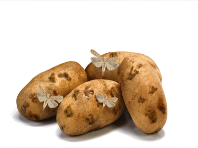 Patates Güvesi