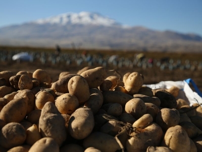Bitlis'te hummalı hasat mesaisi sürüyor
