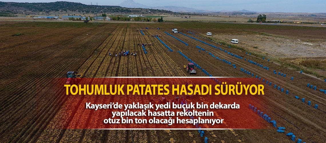 Tohumluk patates hasadı sürüyor