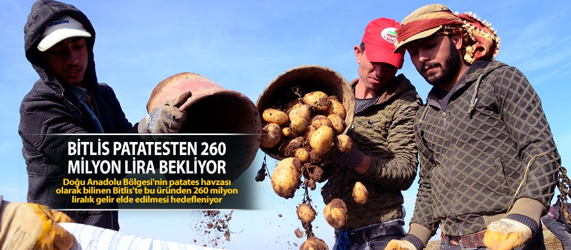 Bitlis patatesten 260 milyon lira bekliyor