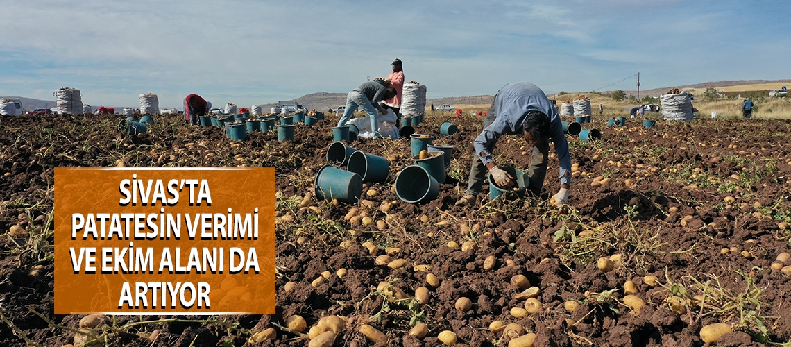 Sivas’ta patatesin verimi ve ekim alanı da artıyor