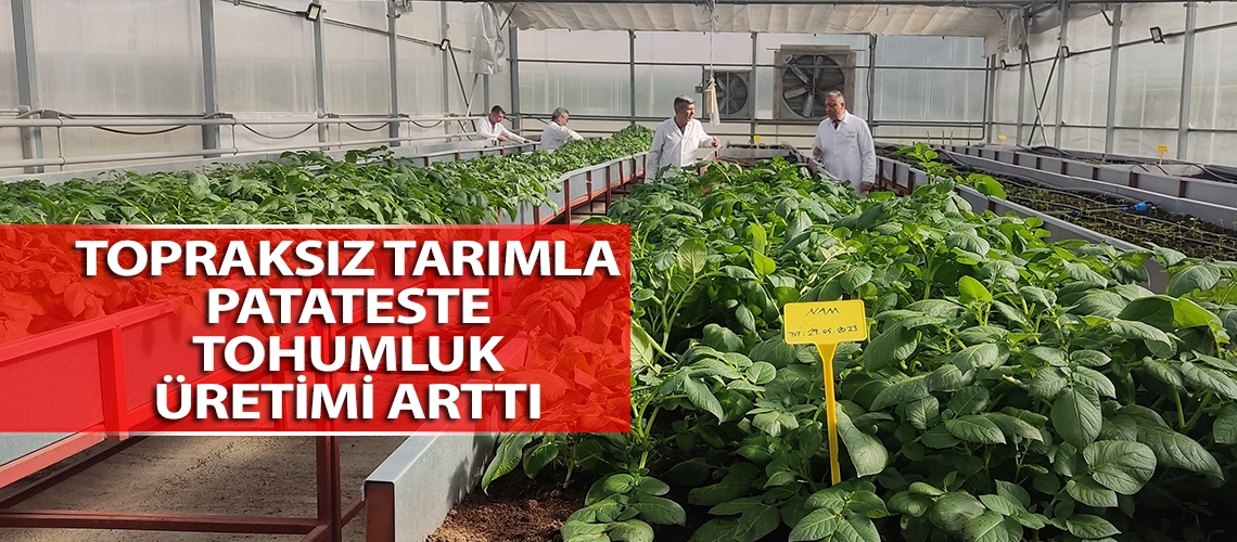 Topraksız tarımla patateste tohumluk üretimi arttı
