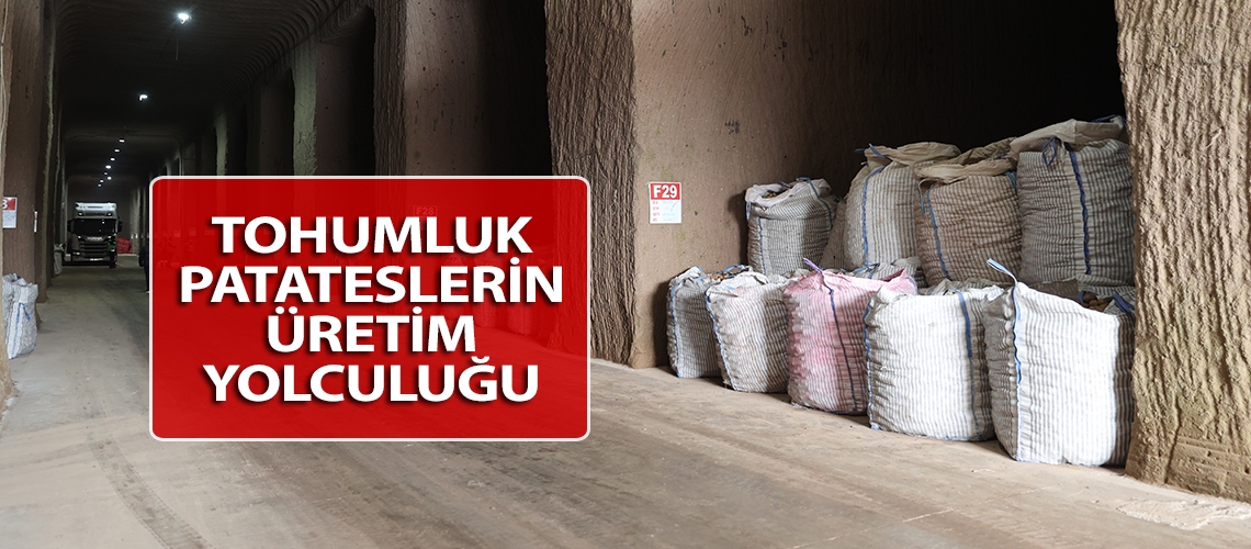 Tohumluk patateslerin üretim yolculuğu