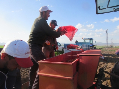 Afyonkarahisar’da patates ekimi başladı