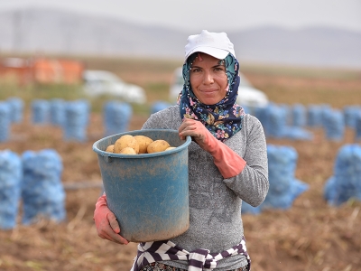Tohumluk patates hasadı sürüyor