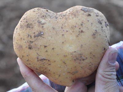 Patateste bereketli sezon, verimli hasat