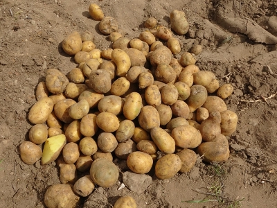 Altunhisar patatesi 60 gün sonra sofralarda