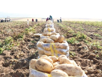 Kayıtlı patatesle güvenli üretim