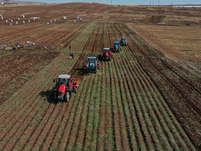 Sivas’ta patatesin verimi ve ekim alanı da artıyor