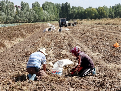 Erzurum patates üretiminde iddialı