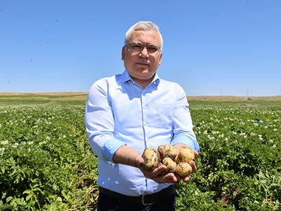 Sivas’ta patates üretiminde hedef: 445 bin ton