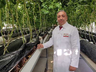 Topraksız tarımla patateste tohumluk üretimi arttı