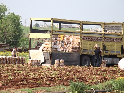 Adana'da erkenci patates hasadı başladı