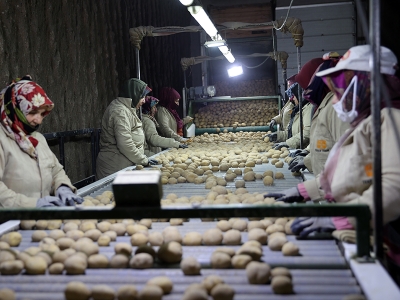 Tohumluk patateslerin üretim yolculuğu