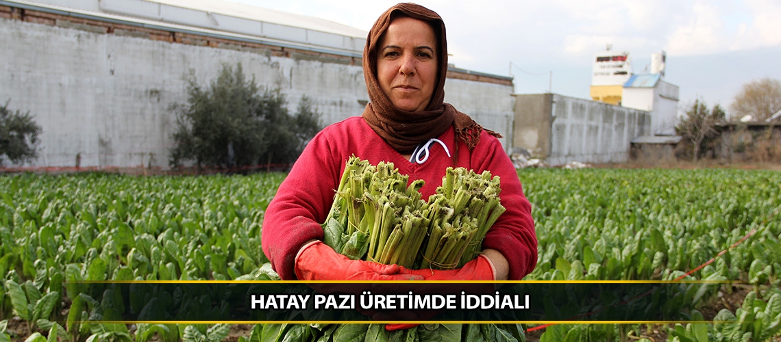 Hatay pazı üretimde iddialı